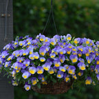 Cool Wave® Morpho Pansy