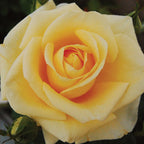 Popcorn Drift Rose Bare Root
