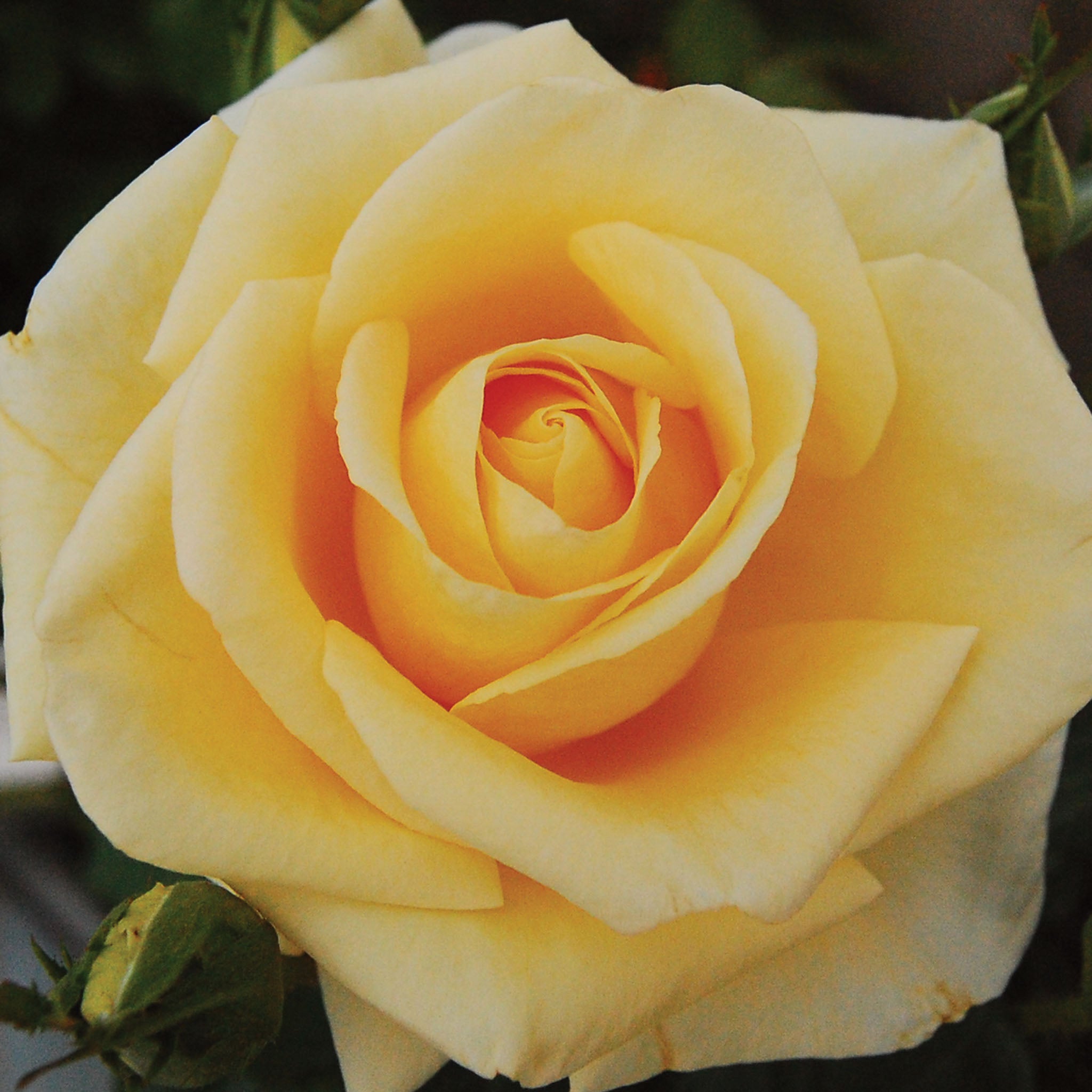 Popcorn Drift Rose Bare Root