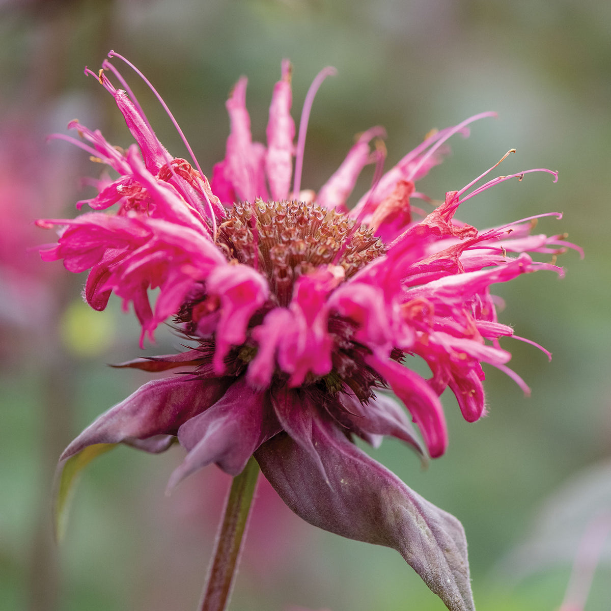 Bees Knees Monarda