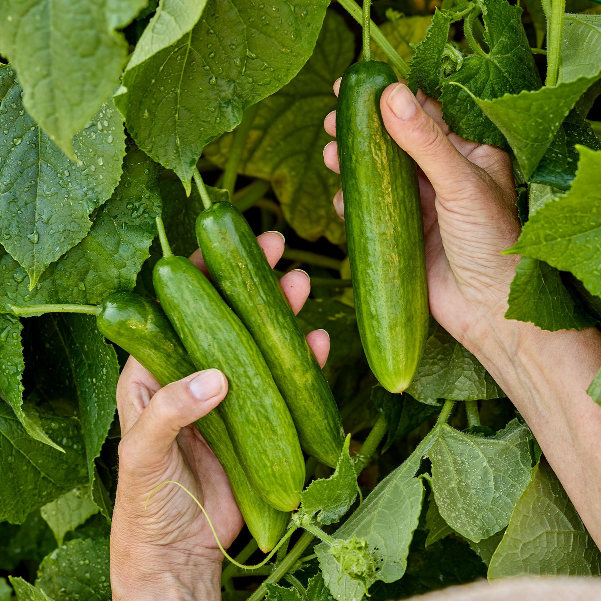Heyday Cucumber
