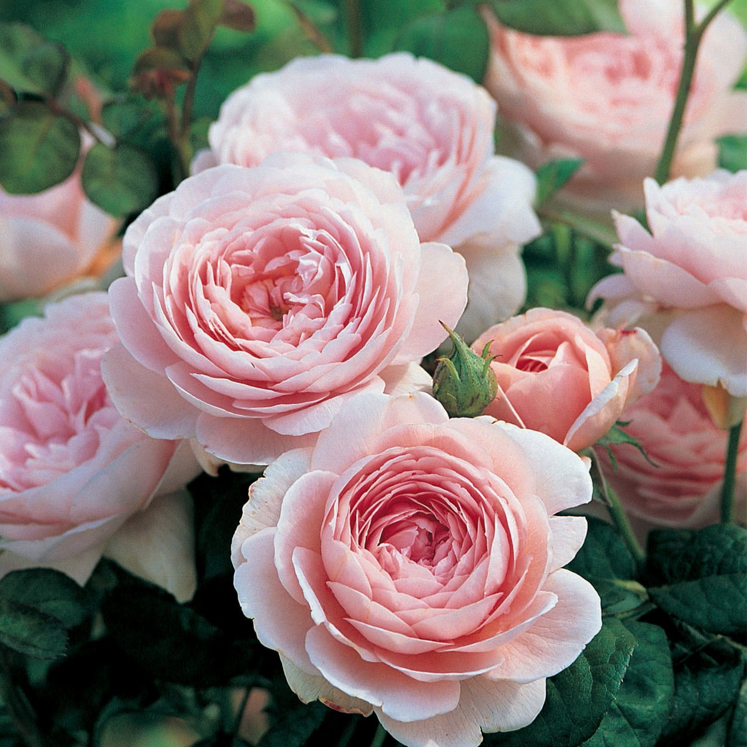 Queen of Sweden English Rose Bare Root