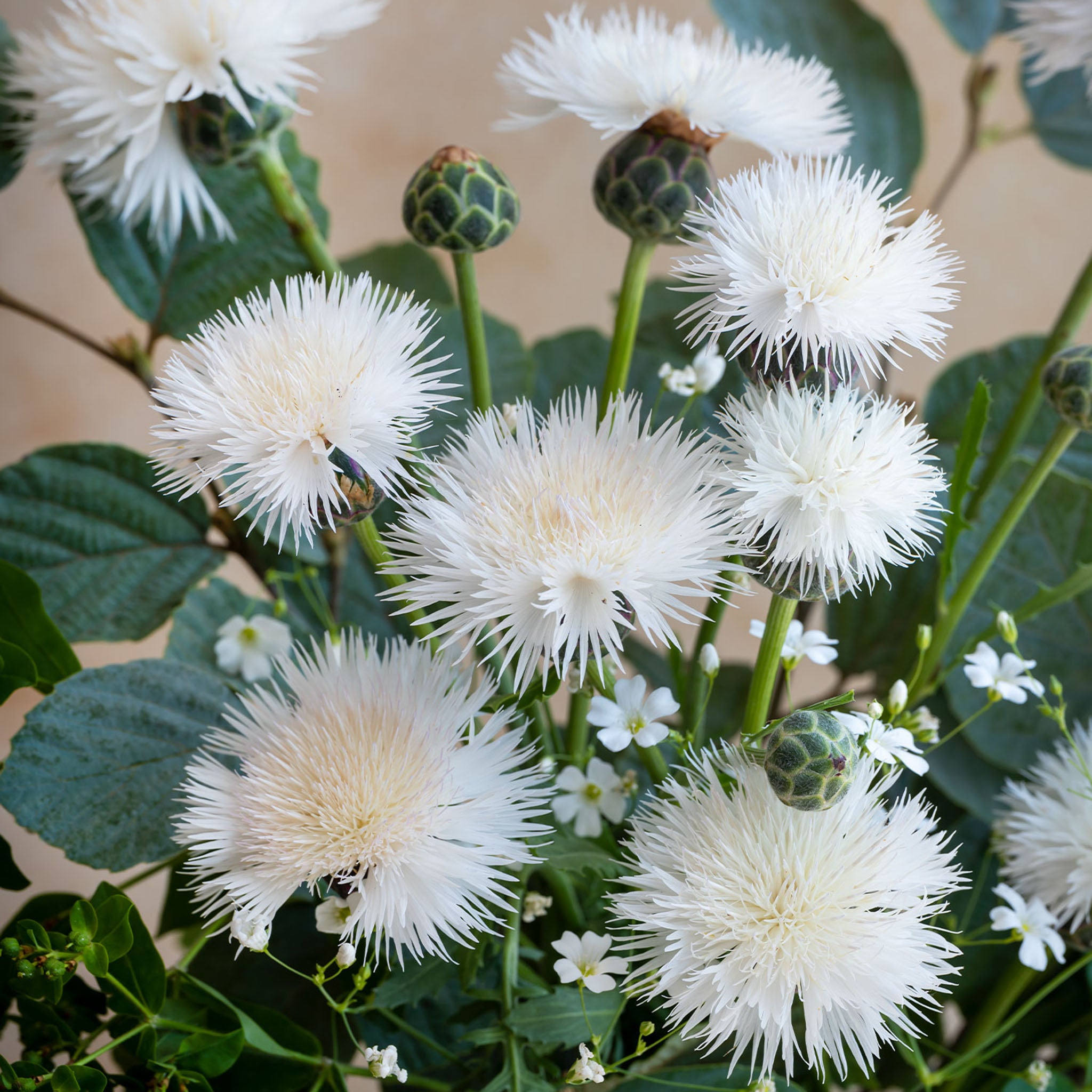 The Bride Centaurea