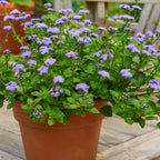 Monarch Magic Ageratum