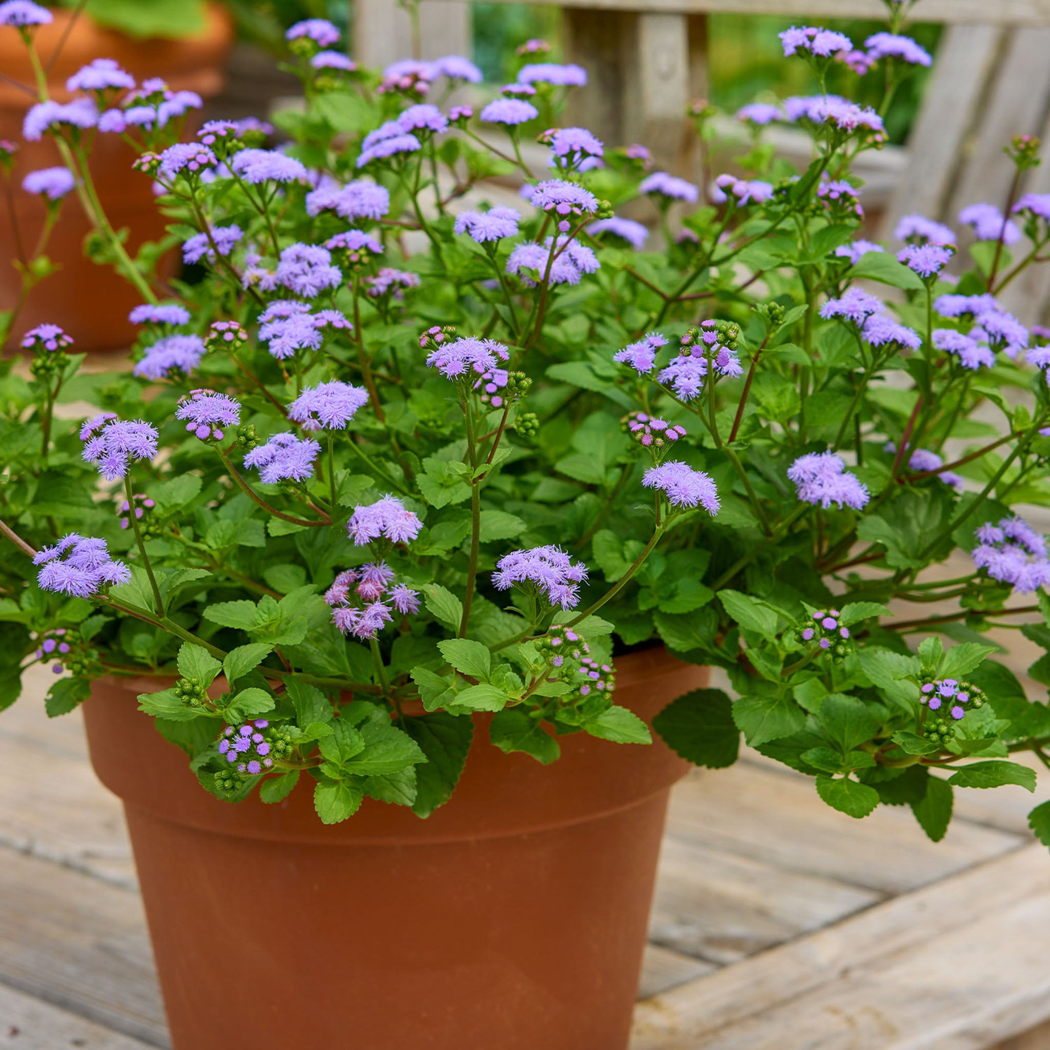 Monarch Magic Ageratum