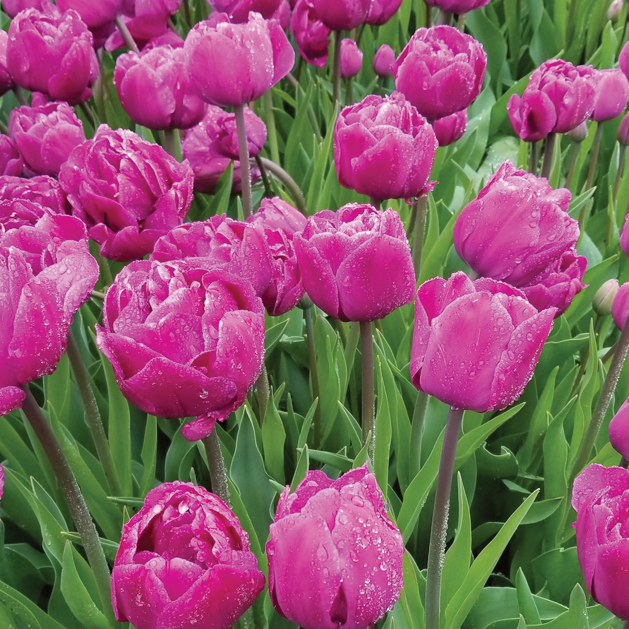 Backpacker Tulip Bulbs