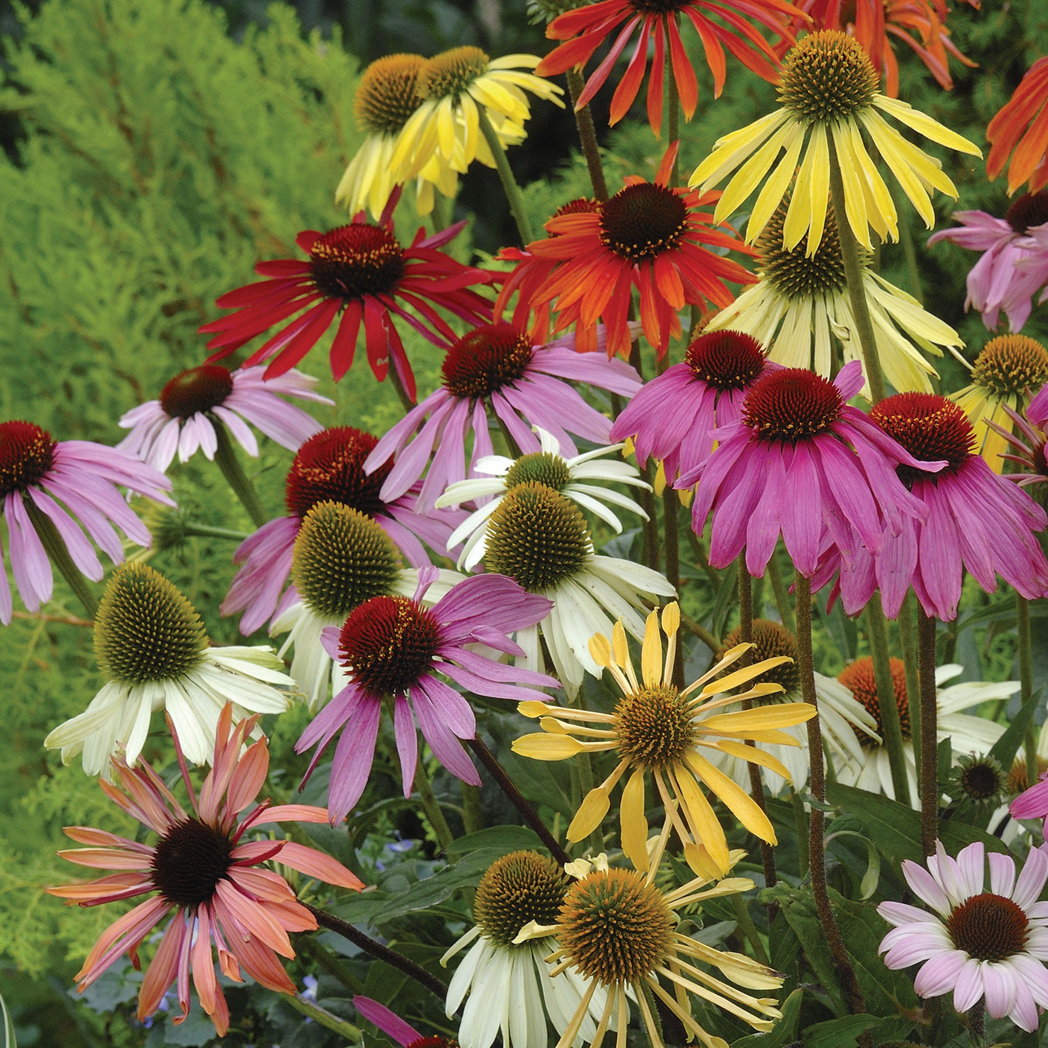 Paradiso Mix Echinacea