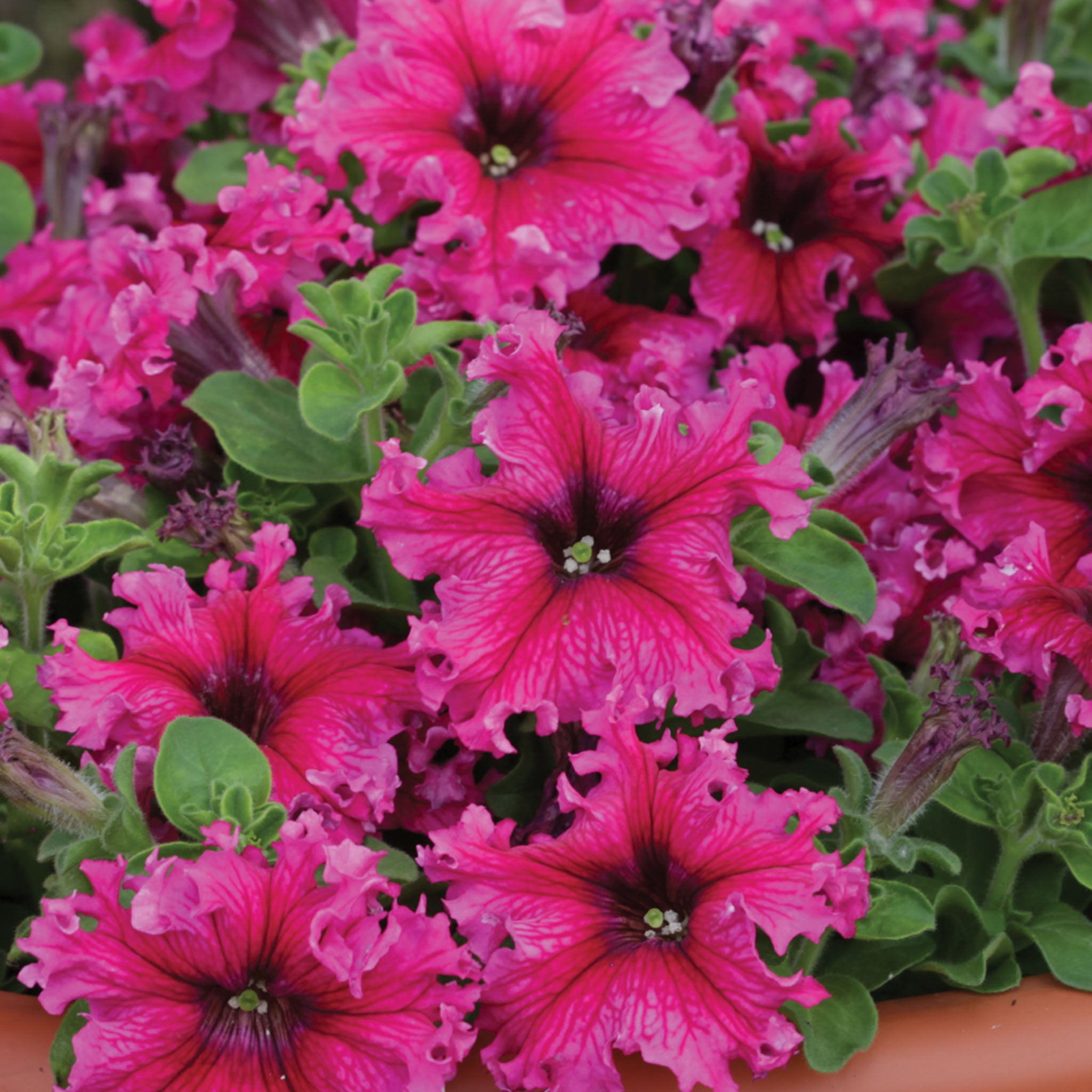 Espresso Frappe Rose Petunia