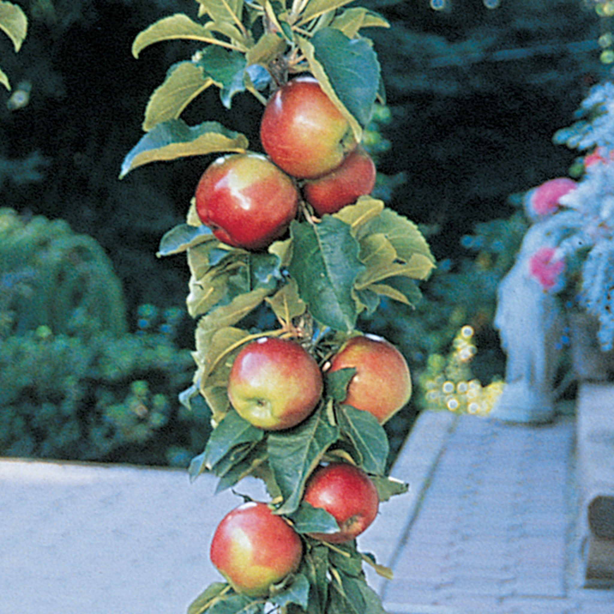 Scarlet Sentinel Columnar Apple Bare Root
