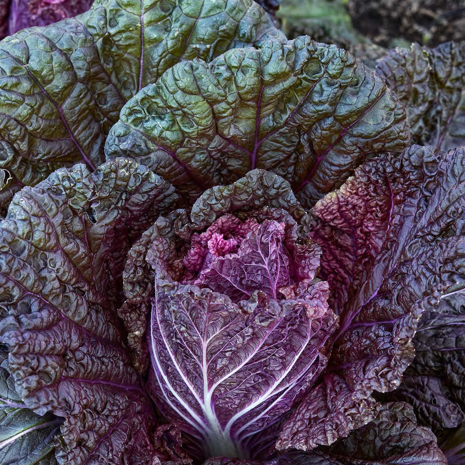 Wine Leaf Napa Cabbage