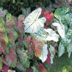 Tropical Mix Caladiums Bulbs