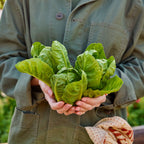 Hamberg Lettuce