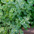 Pineapple Mint