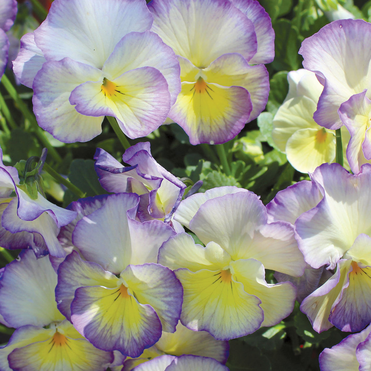 MagnifiScent® Sweetheart Viola