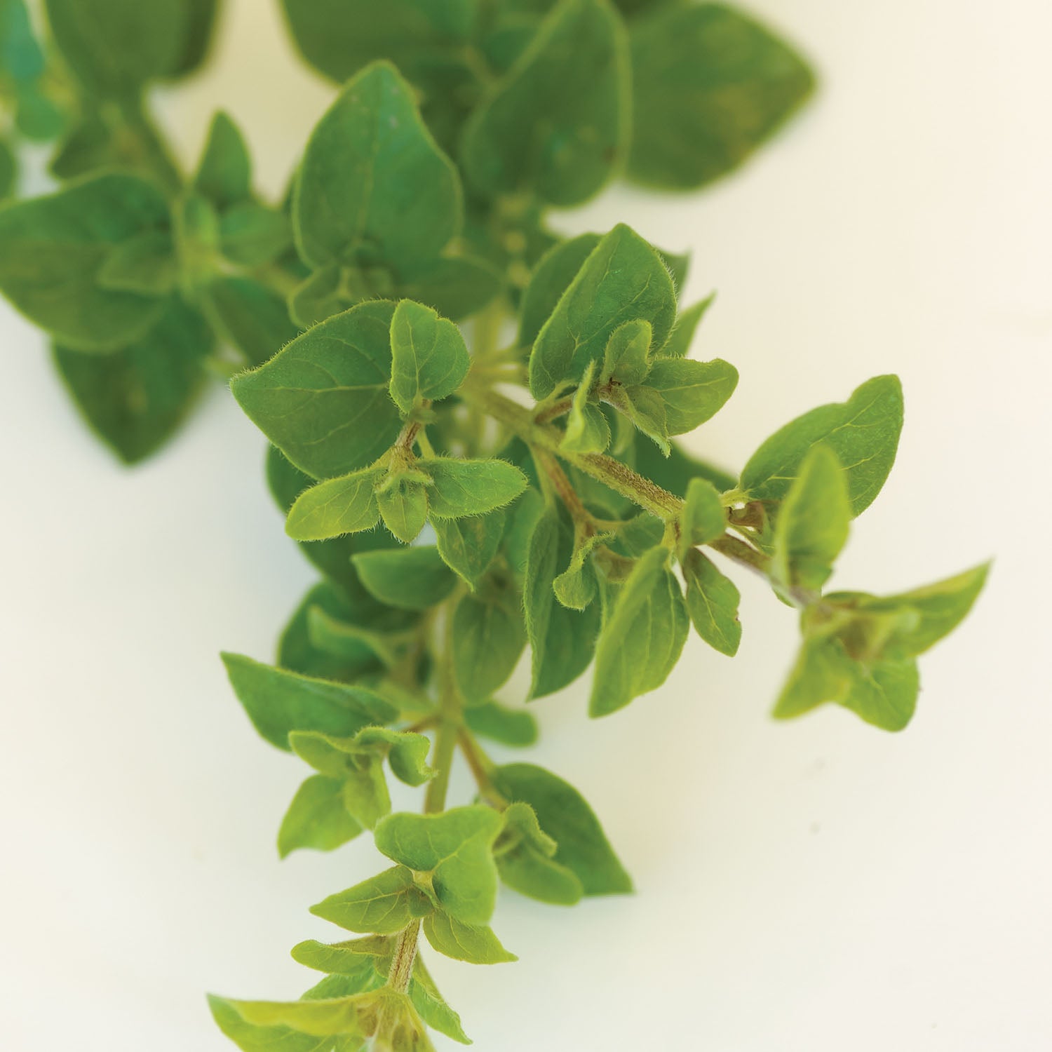 Italian Oregano