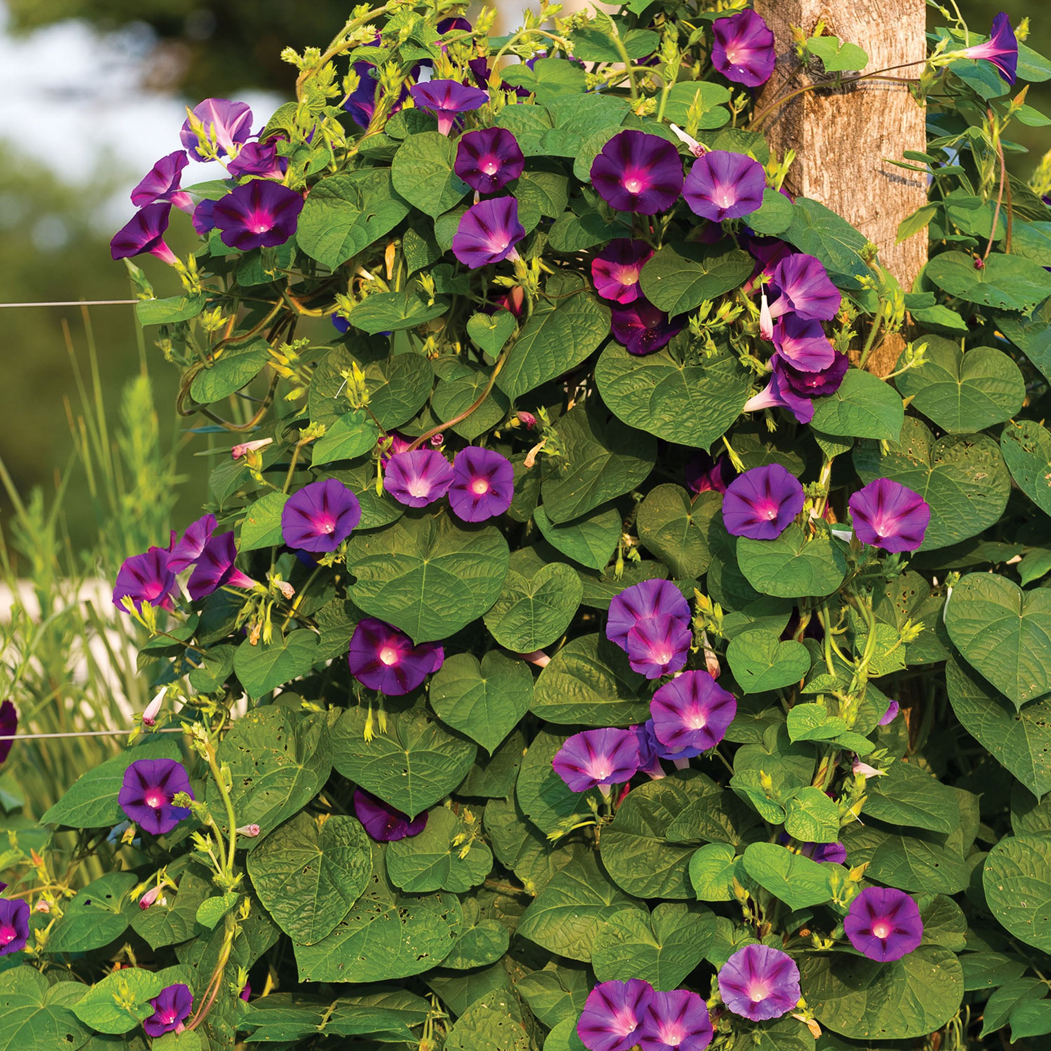 Grandpa Ott Morning Glory