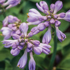 Blue Mouse Ears Hosta