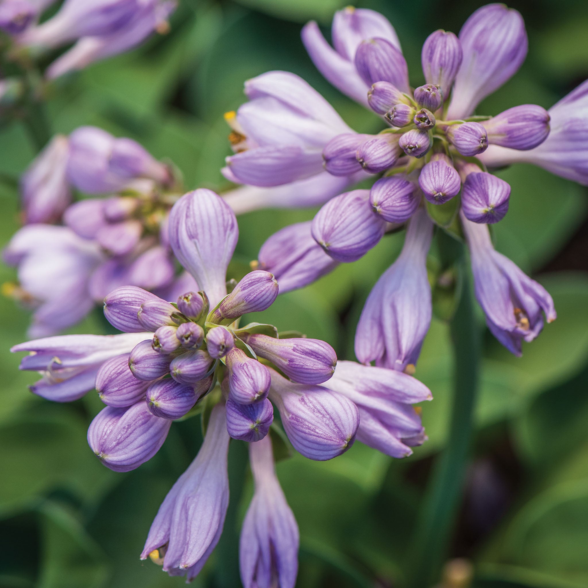 Blue Mouse Ears Hosta