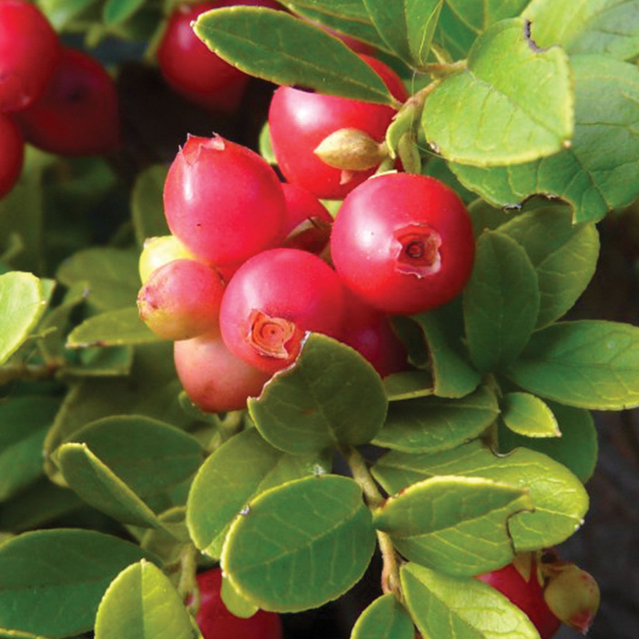Koralle Lingonberry