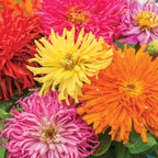 Burpeeana Giants Mix Zinnia