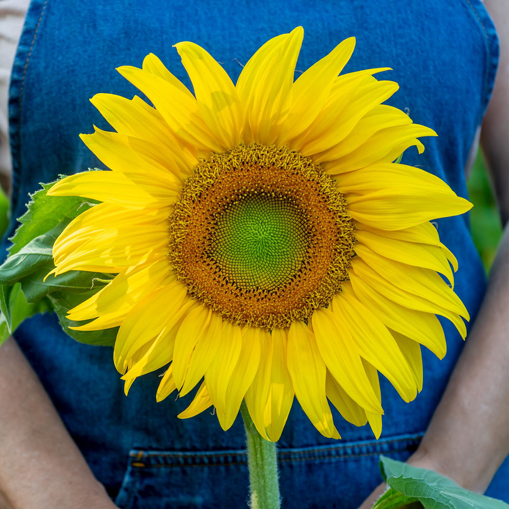 Mammoth Sunflower