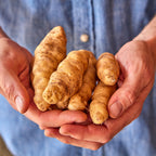 Makah Ozette Potato Tubers