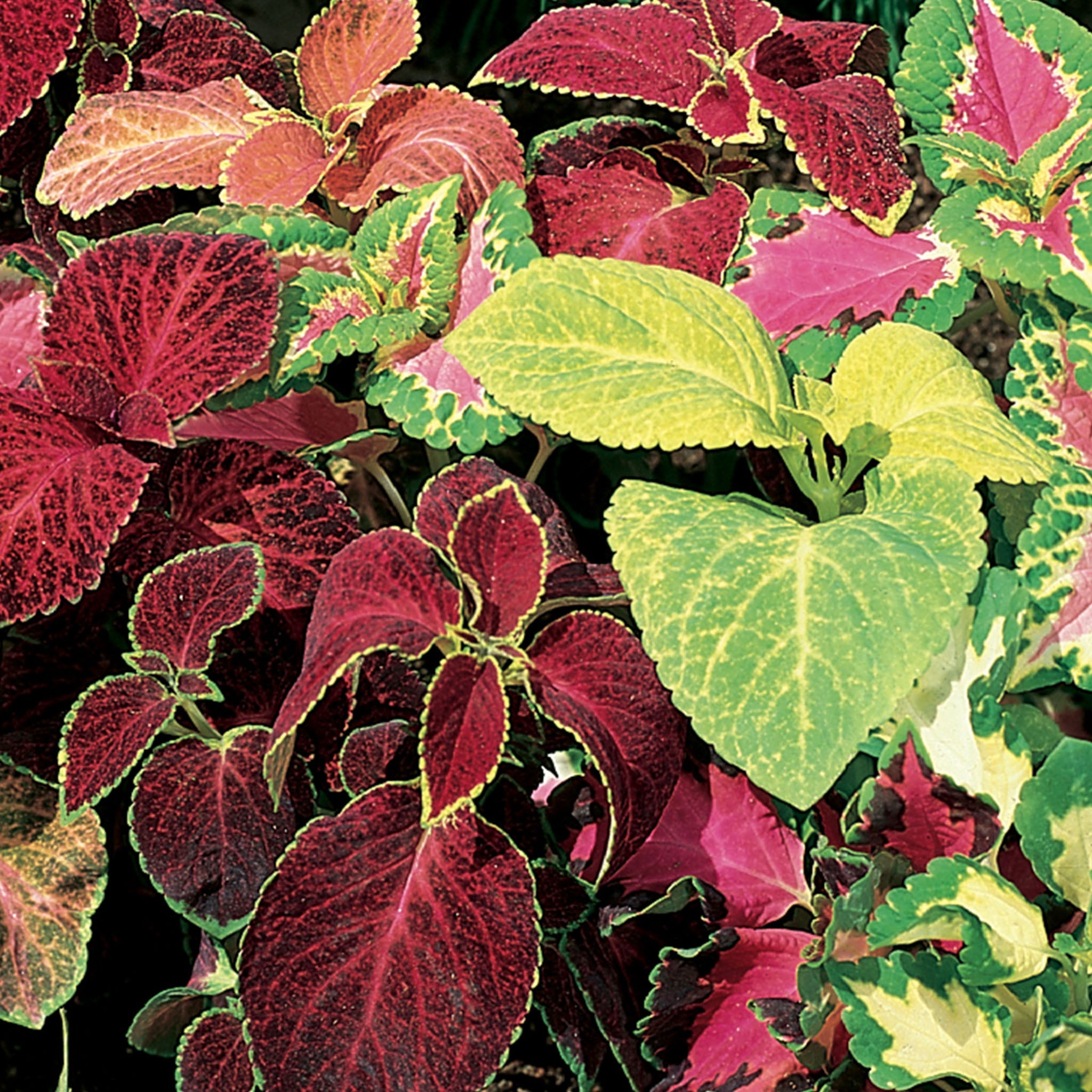 Wizard Mixed Colors Coleus
