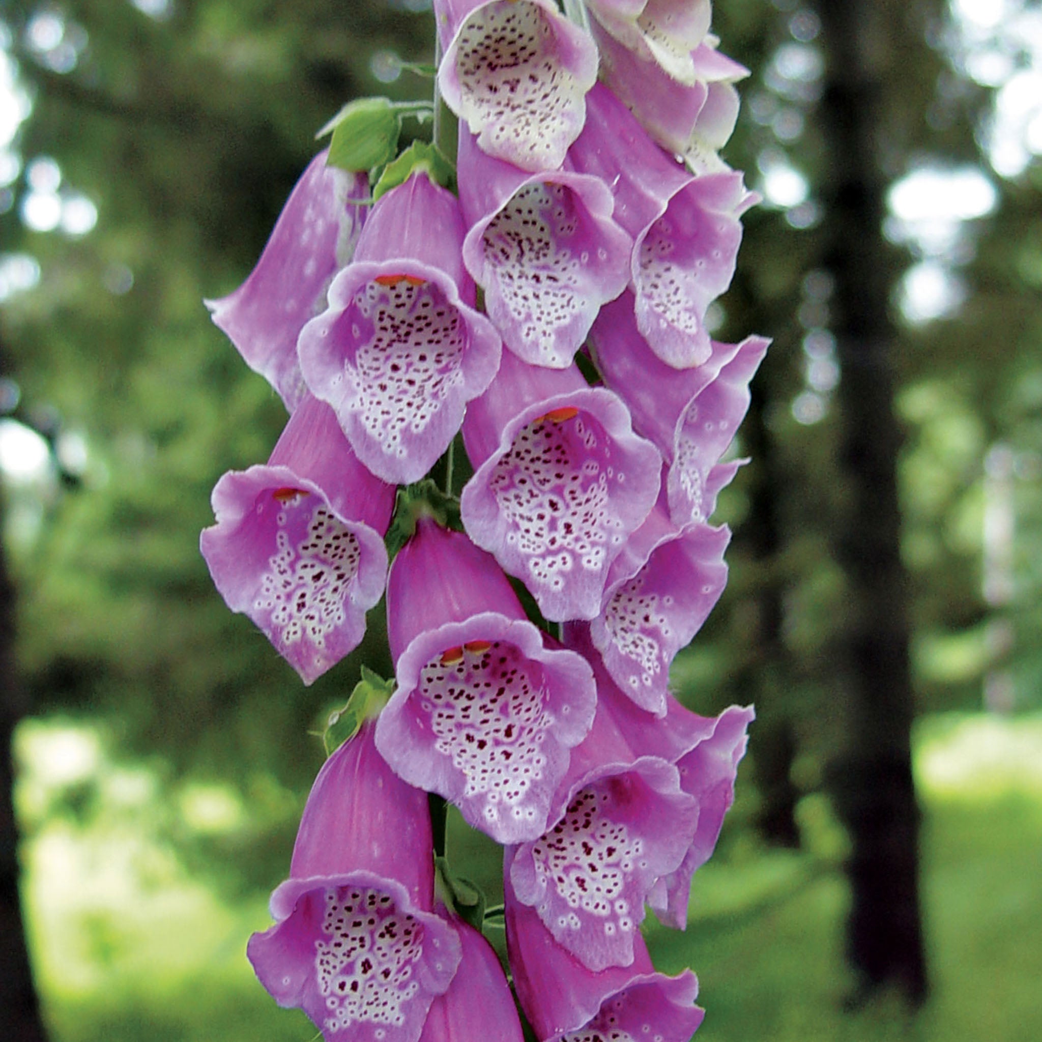 Rose Shades Foxglove