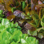 Four Seasons Lettuce