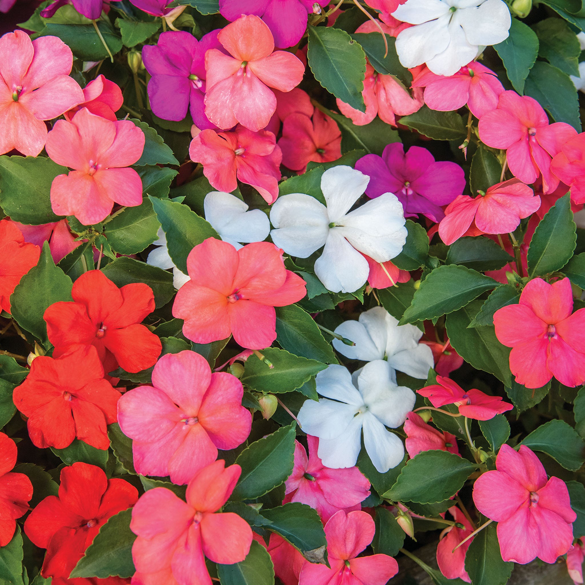 Beacon Paradise Mix Impatiens