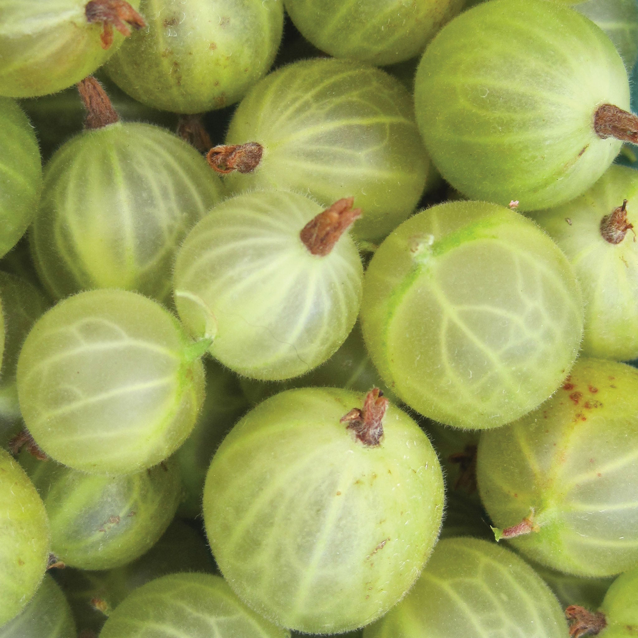 Pixwell Gooseberry