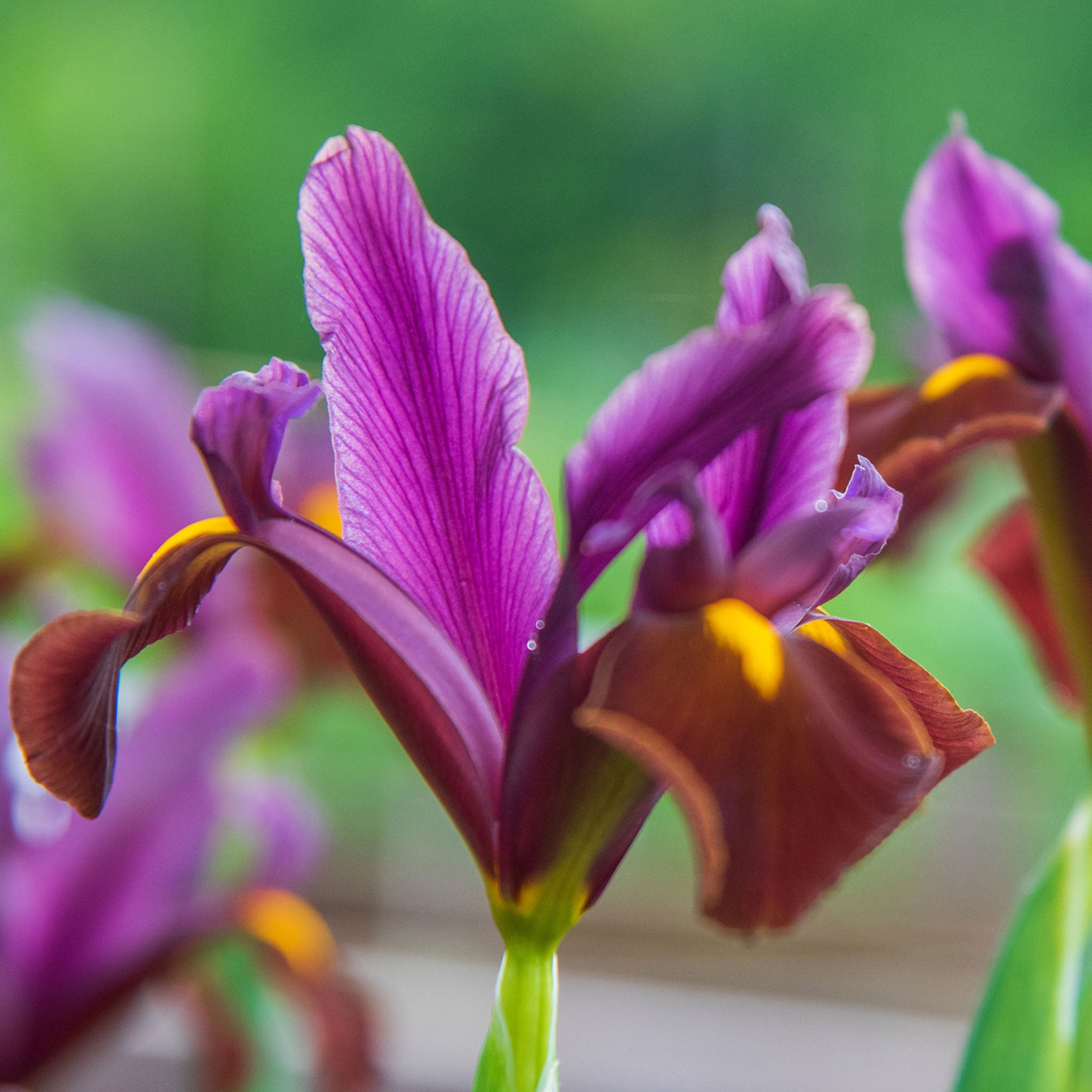 Red Ember Iris Bulbs