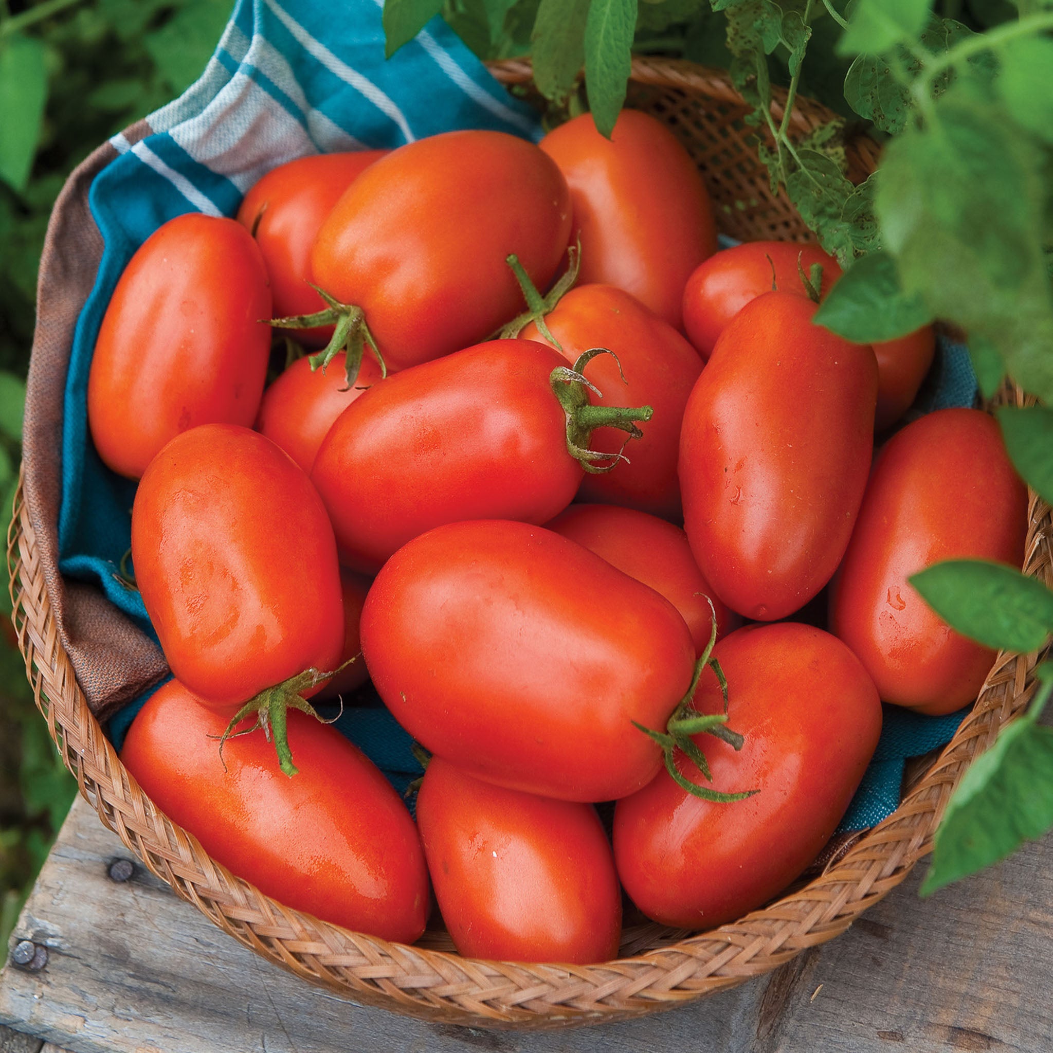 Roma VF Tomato