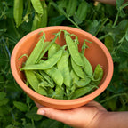 Oregon Sugar Pod II Pea