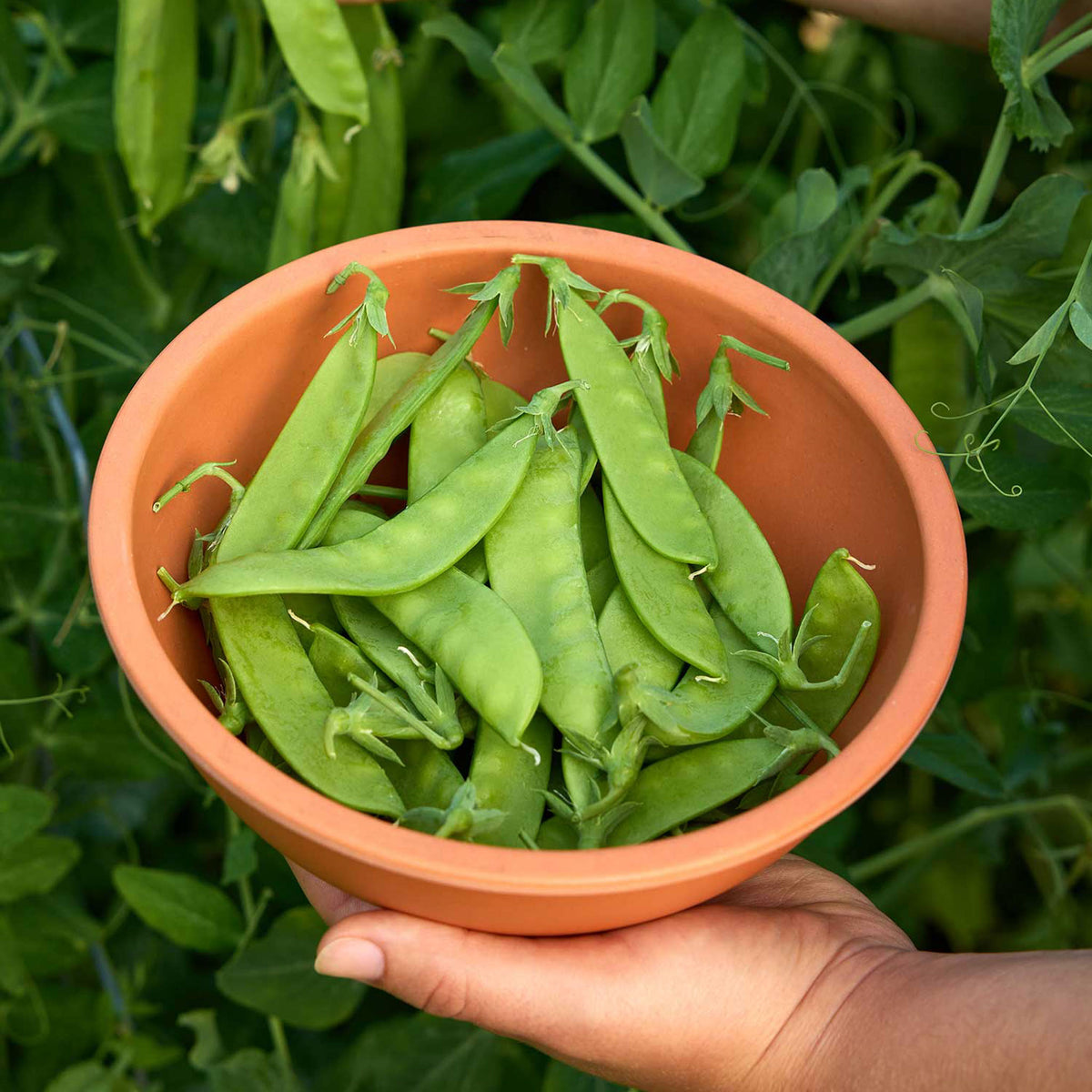 Oregon Sugar Pod II Pea