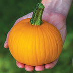 Kandy Korn Plus Pumpkin