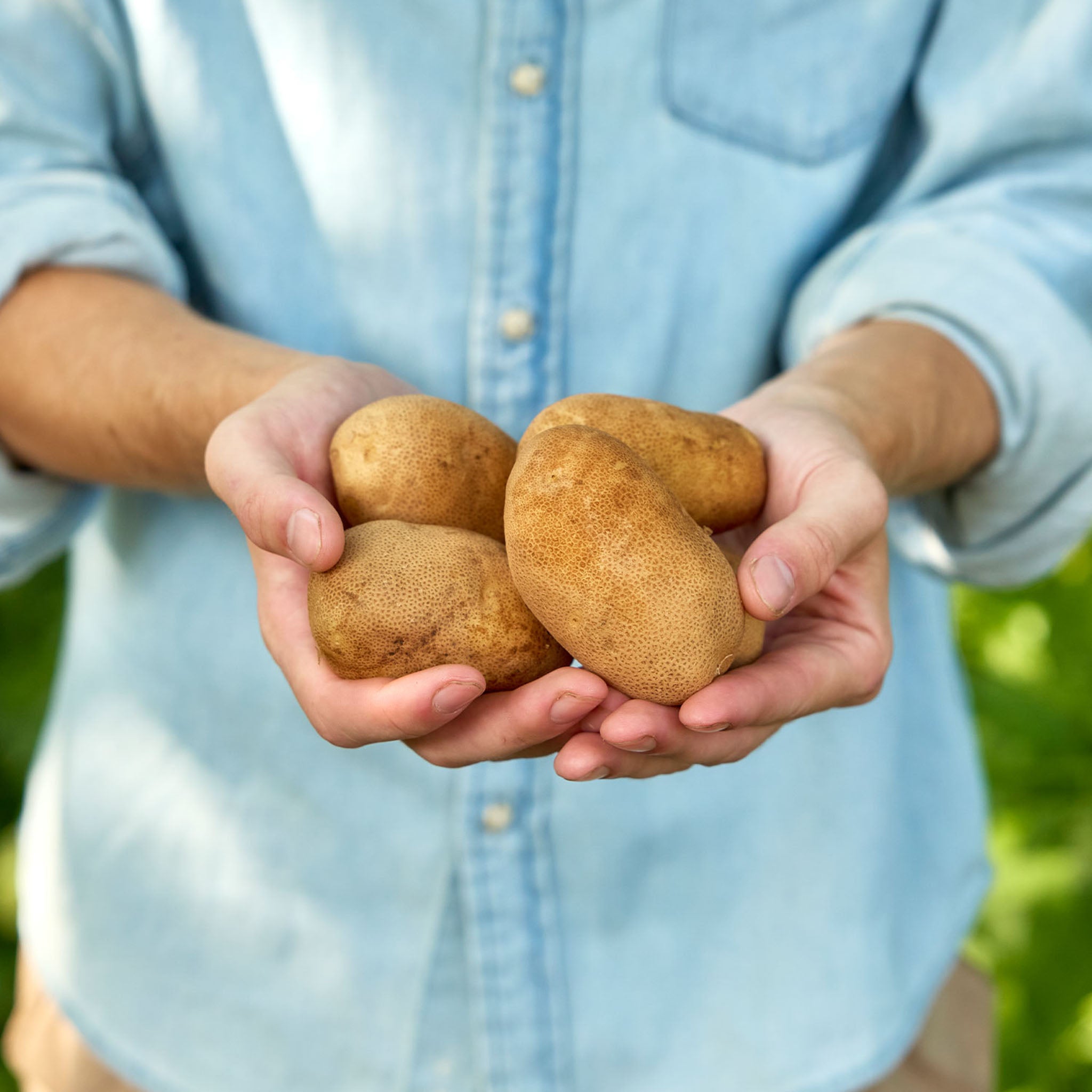 Rocky Mountain Russet Potato Tubers