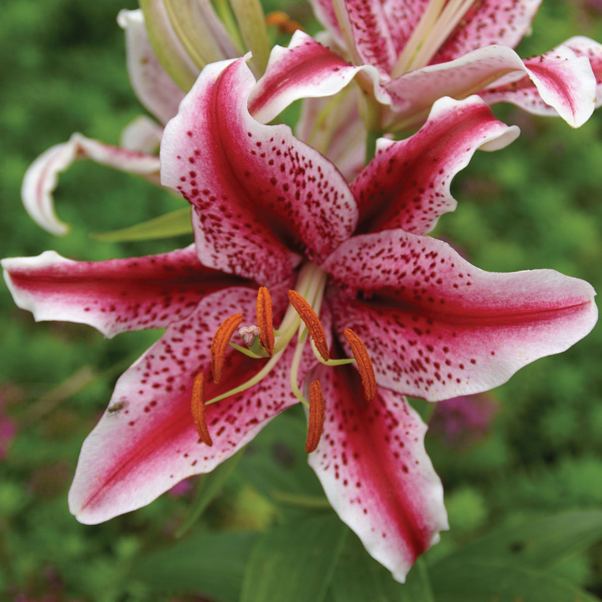 Dizzy Lily Oriental Bulbs