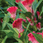 Fan Dance Scarlet Celosia Cristata