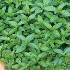 Peppermint Mint