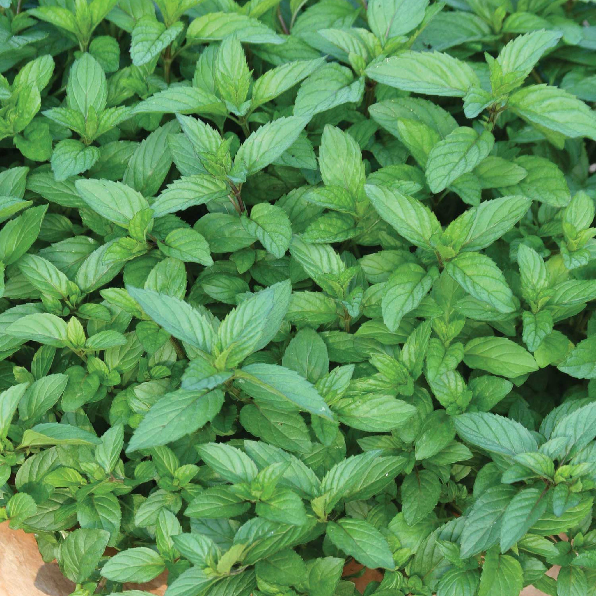 Peppermint Mint