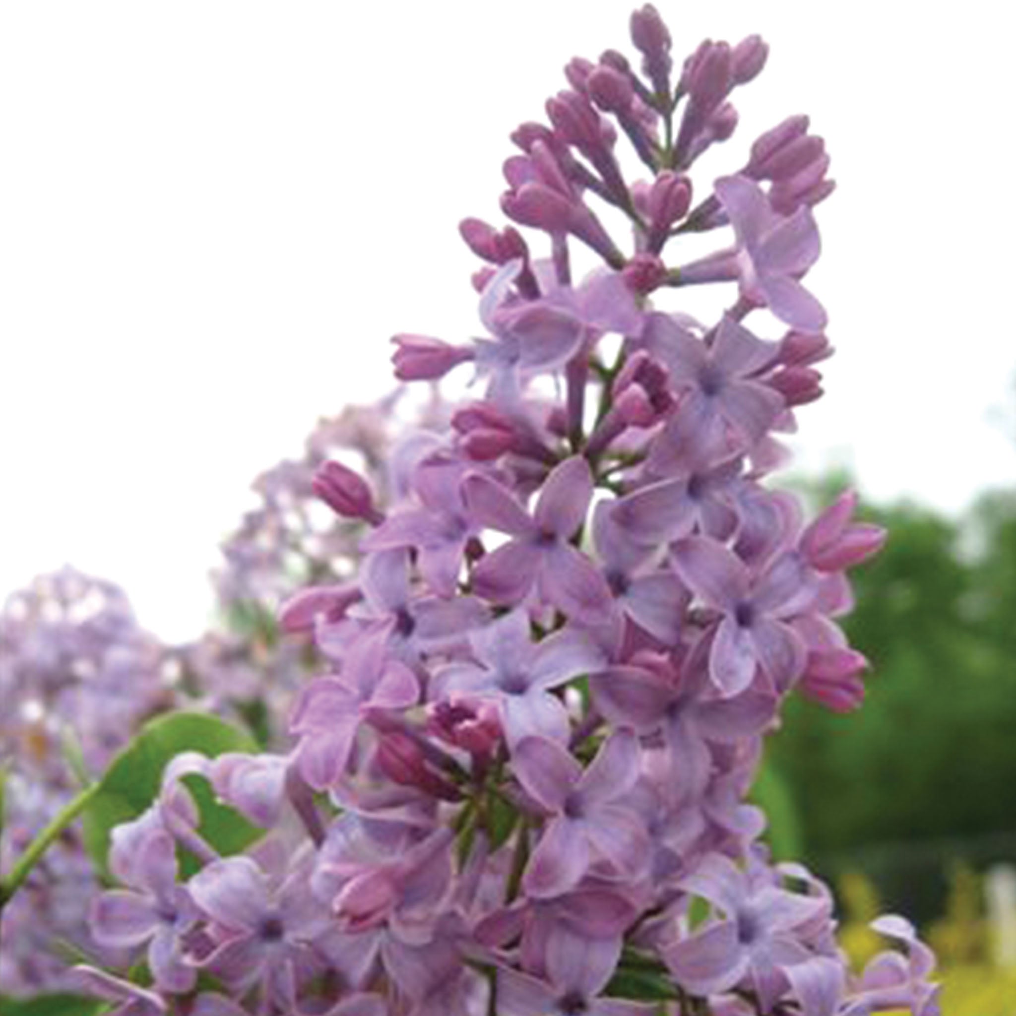 Tiny Dancer Lilac Bare Root