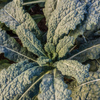 Black Magic Kale