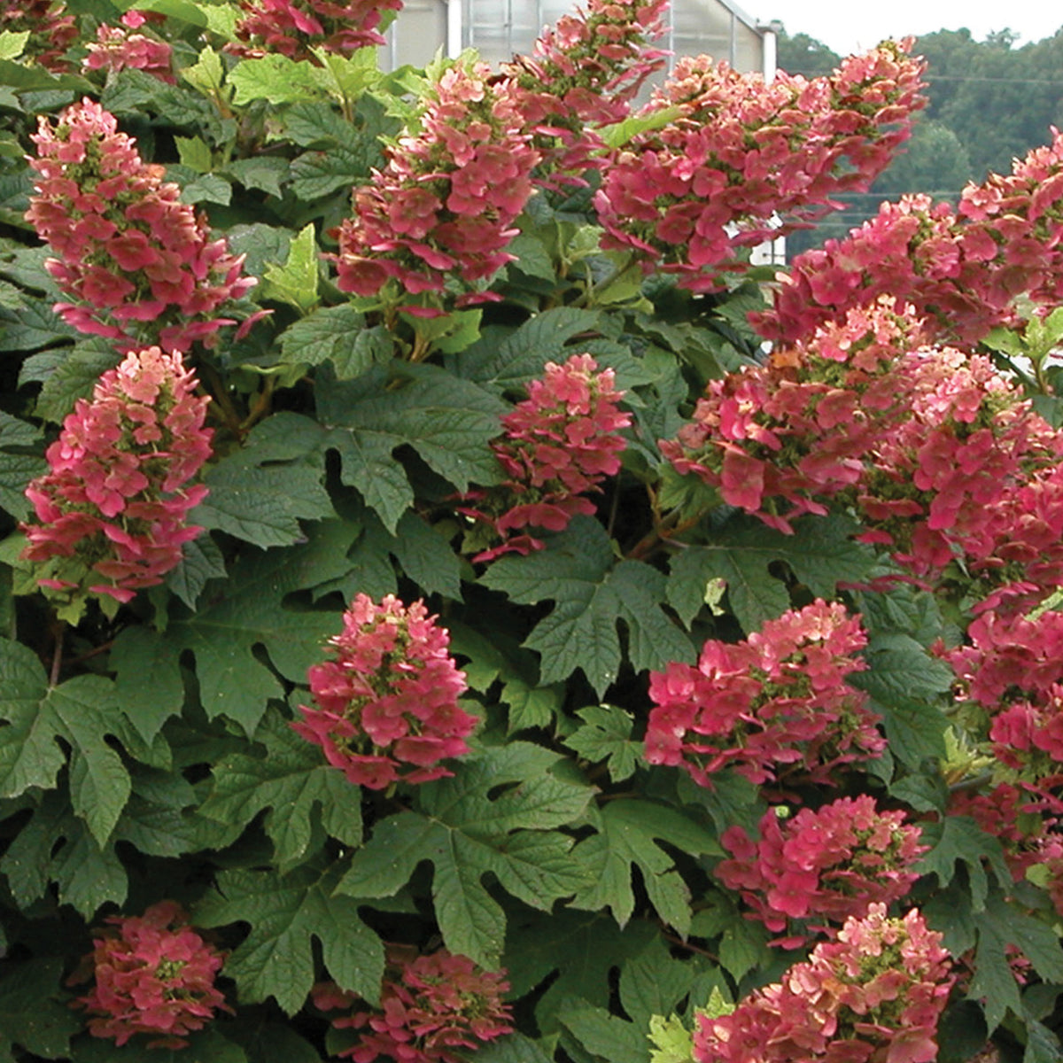 Ruby Slippers Hydrangea