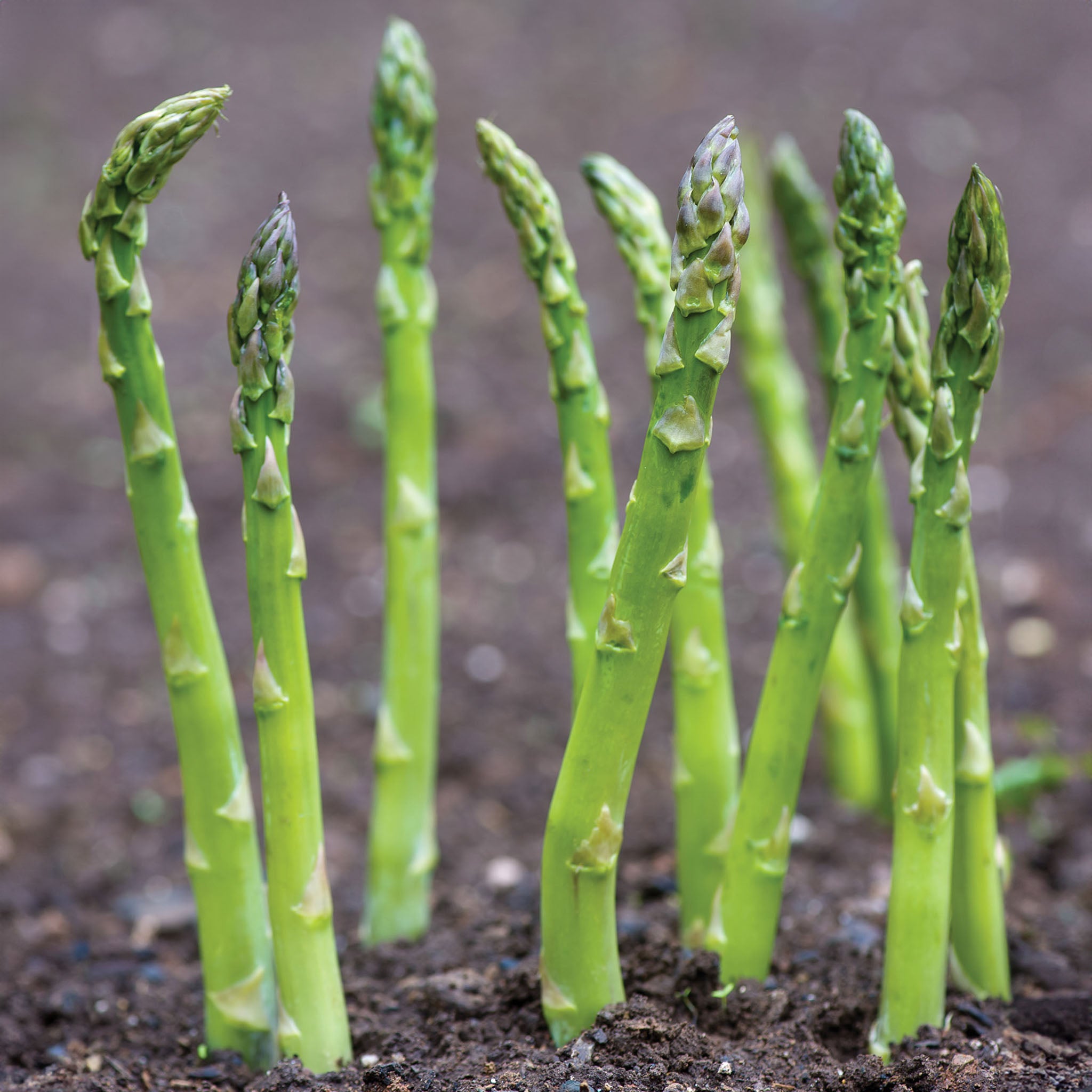 Mary Washington Asparagus