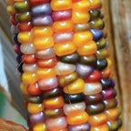 Glass Gem Ornamental Corn