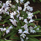 Libanotica Puschkinia Bulbs