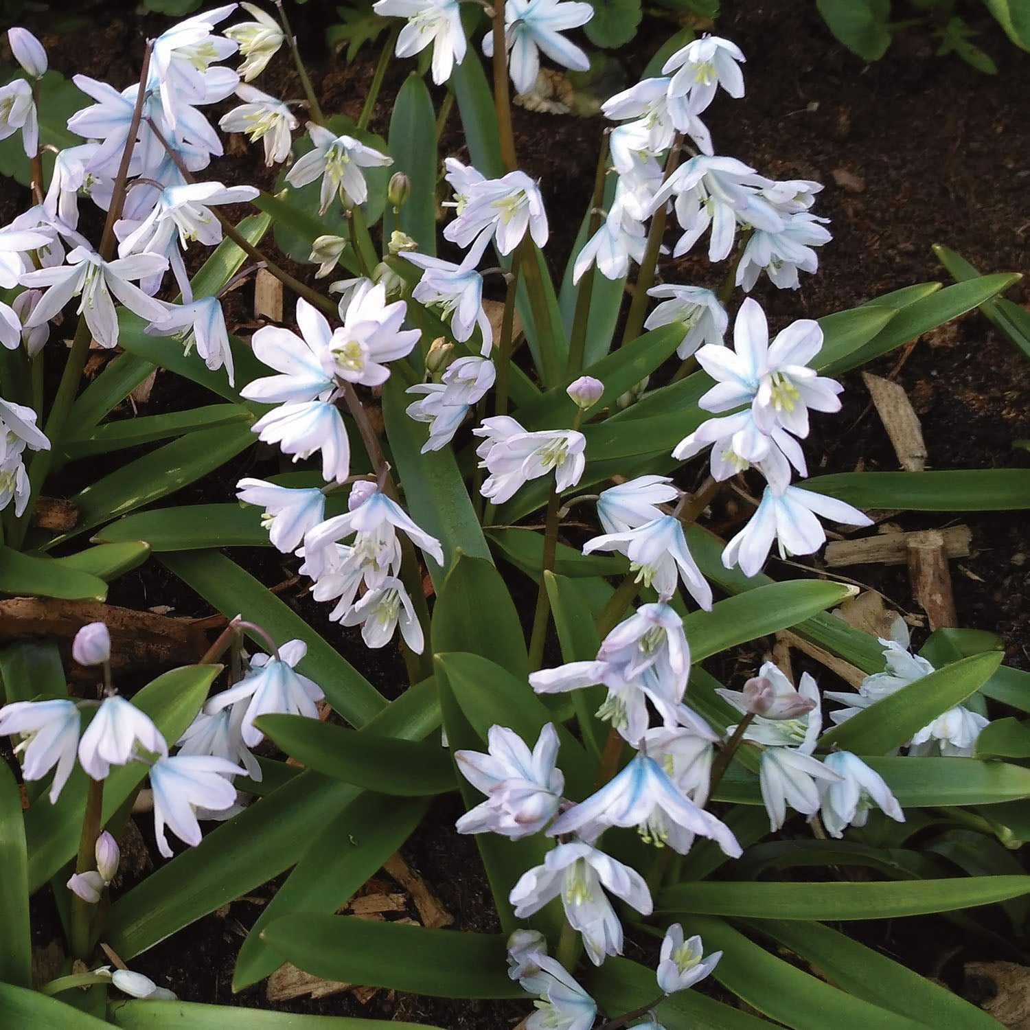 Libanotica Puschkinia Bulbs