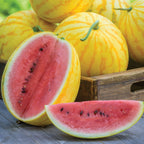 Red in Gold Watermelon