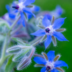 Borage
